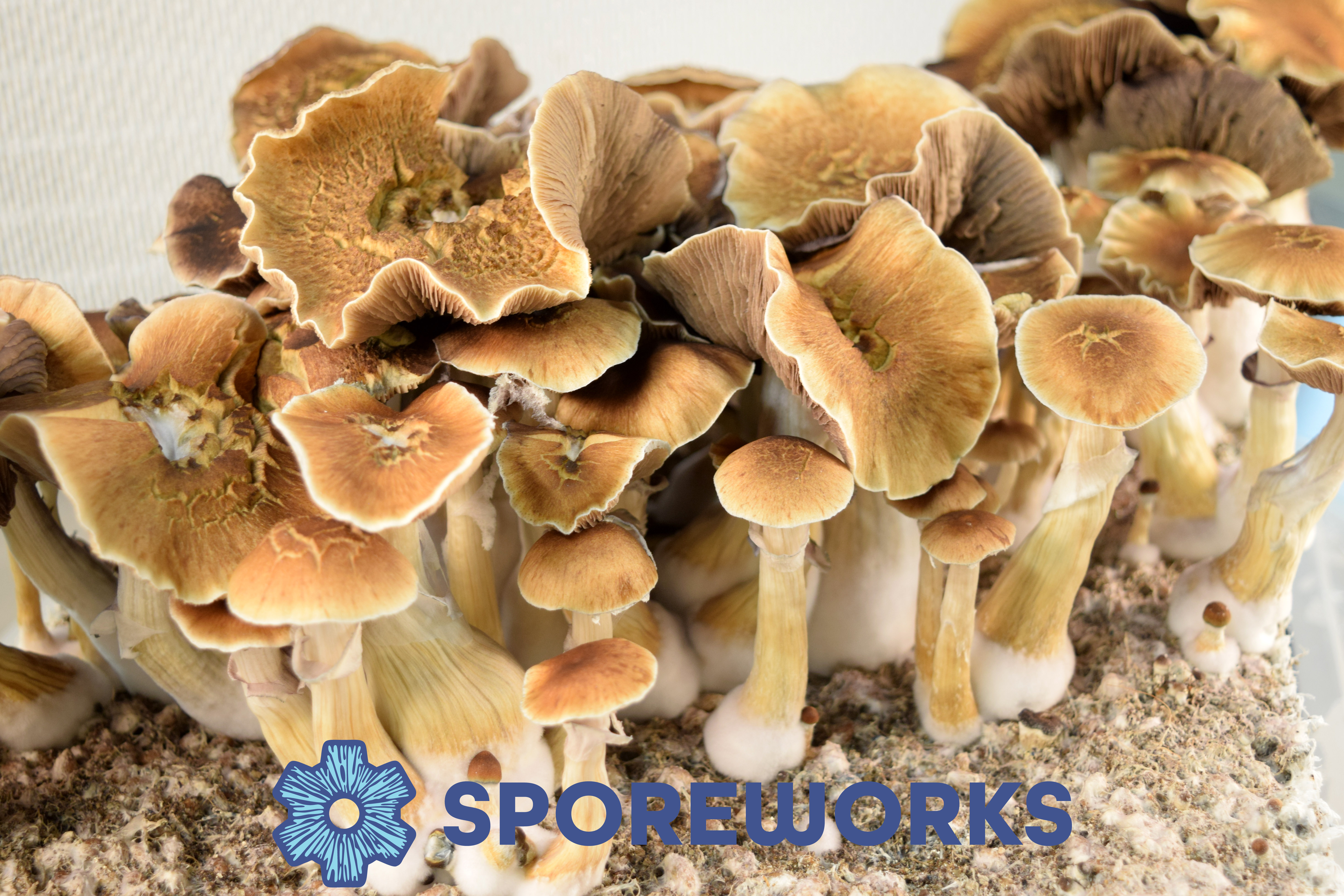 Sporeworks.com